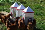 20lb BPA-Free Chicken Feeder with Large Ports